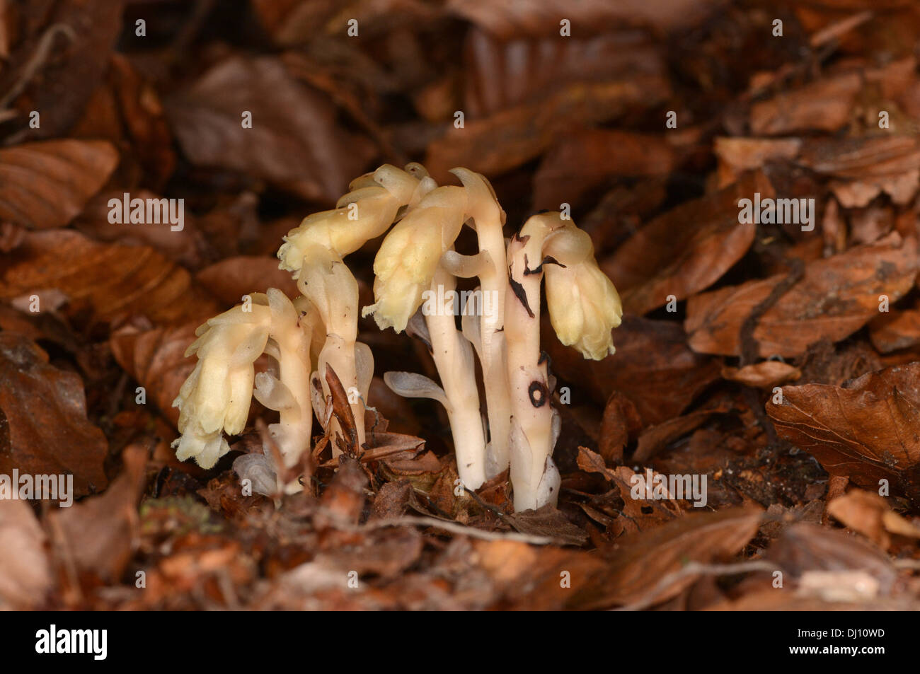 Olandese la tubazione o il giallo Bird's-nest (Monotropa hypopitys) fiore spike cresce attraverso la figliata di foglia, Oxfordshire, Inghilterra, Foto Stock