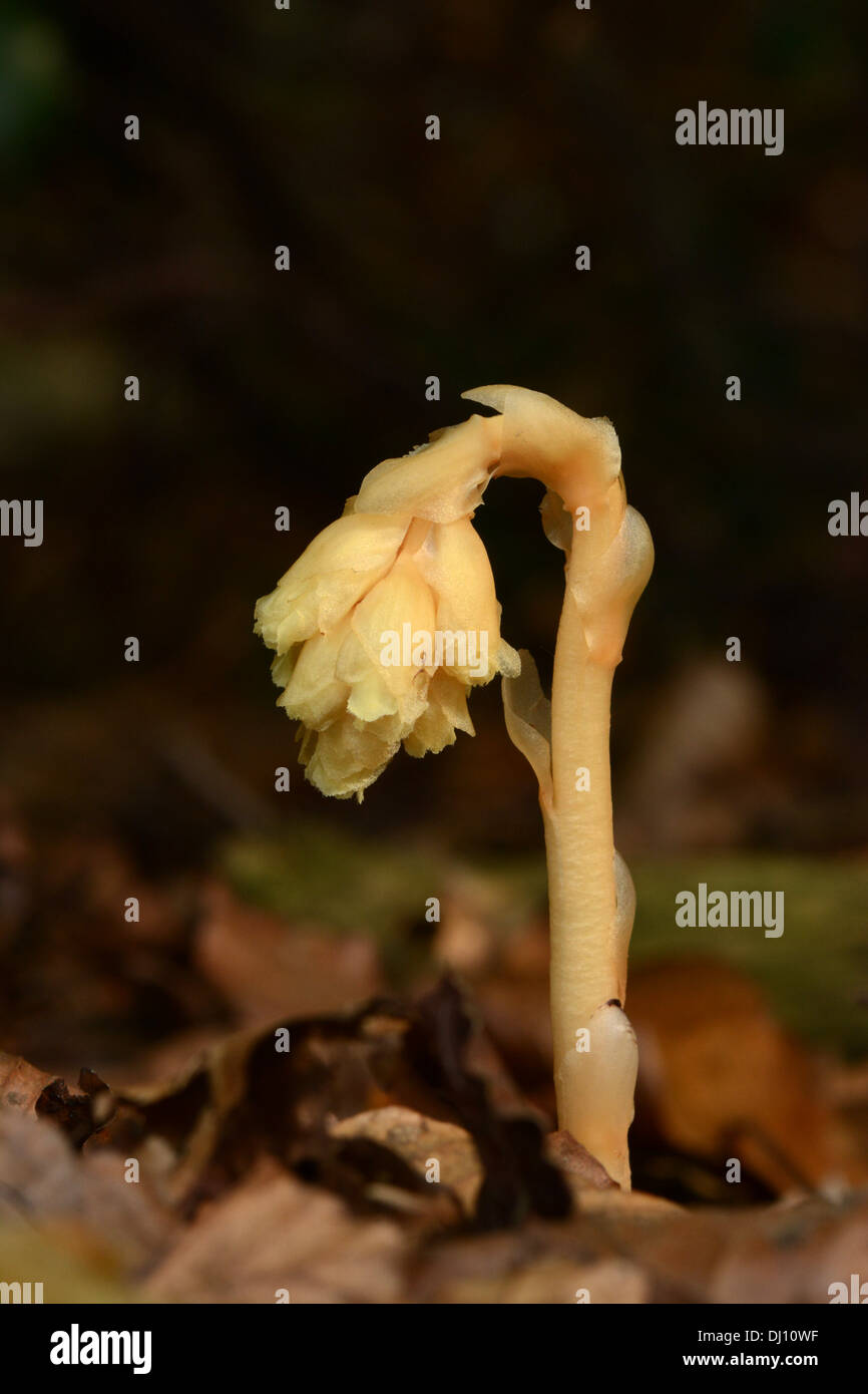 Olandese la tubazione o il giallo Bird's-nest (Monotropa hypopitys) fiore spike cresce attraverso la figliata di foglia, Oxfordshire, Inghilterra, Foto Stock