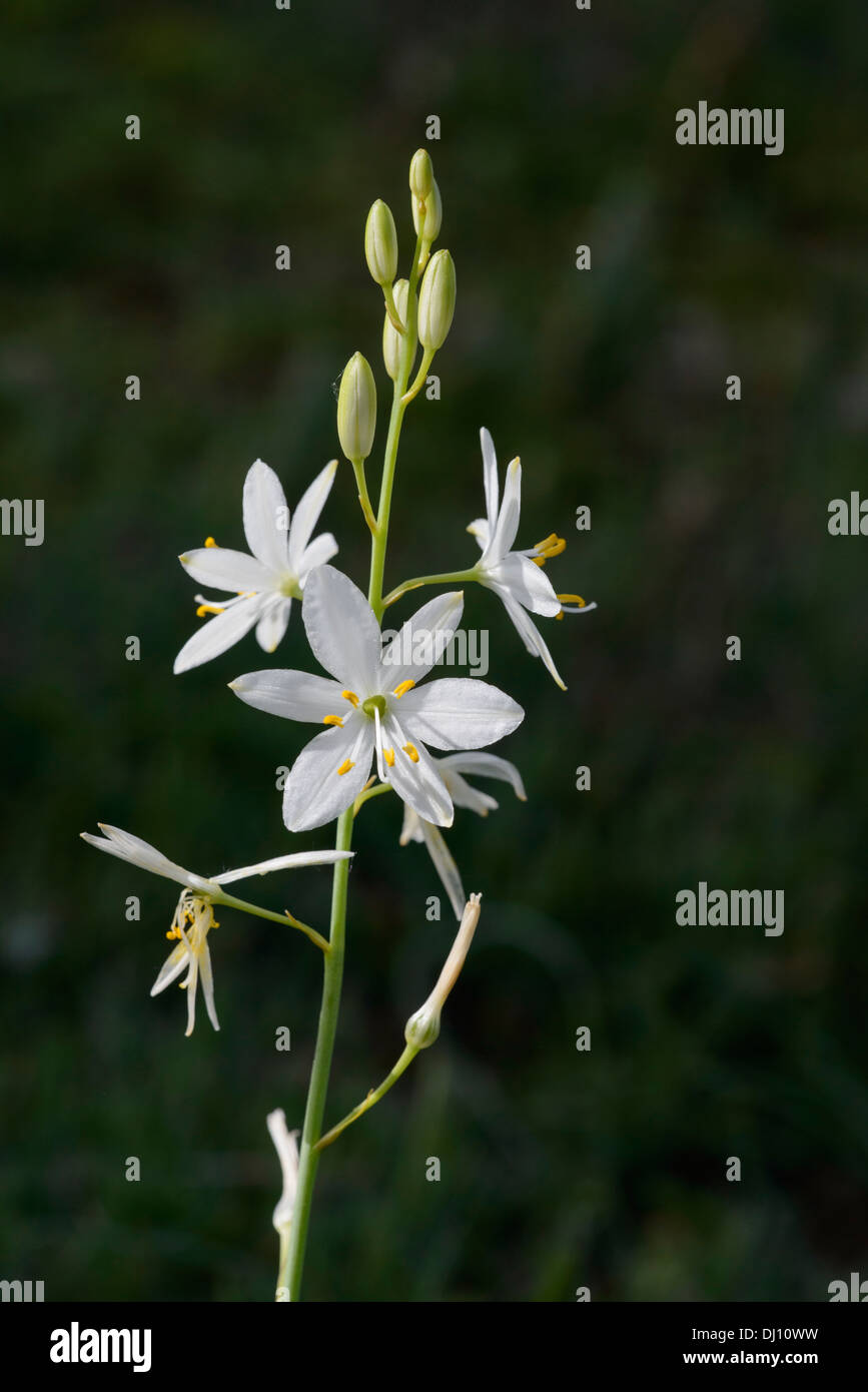 San Bernardo Lily (Anthericum liliago fiori Foto Stock