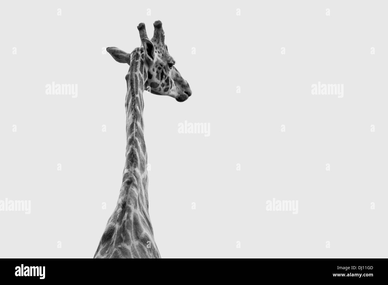Un singolo giraffe ritratto in bianco e nero Foto Stock