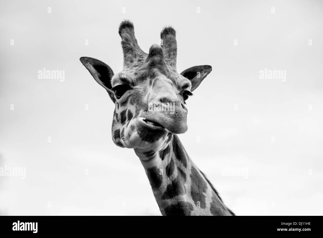 Un singolo giraffe ritratto in bianco e nero Foto Stock