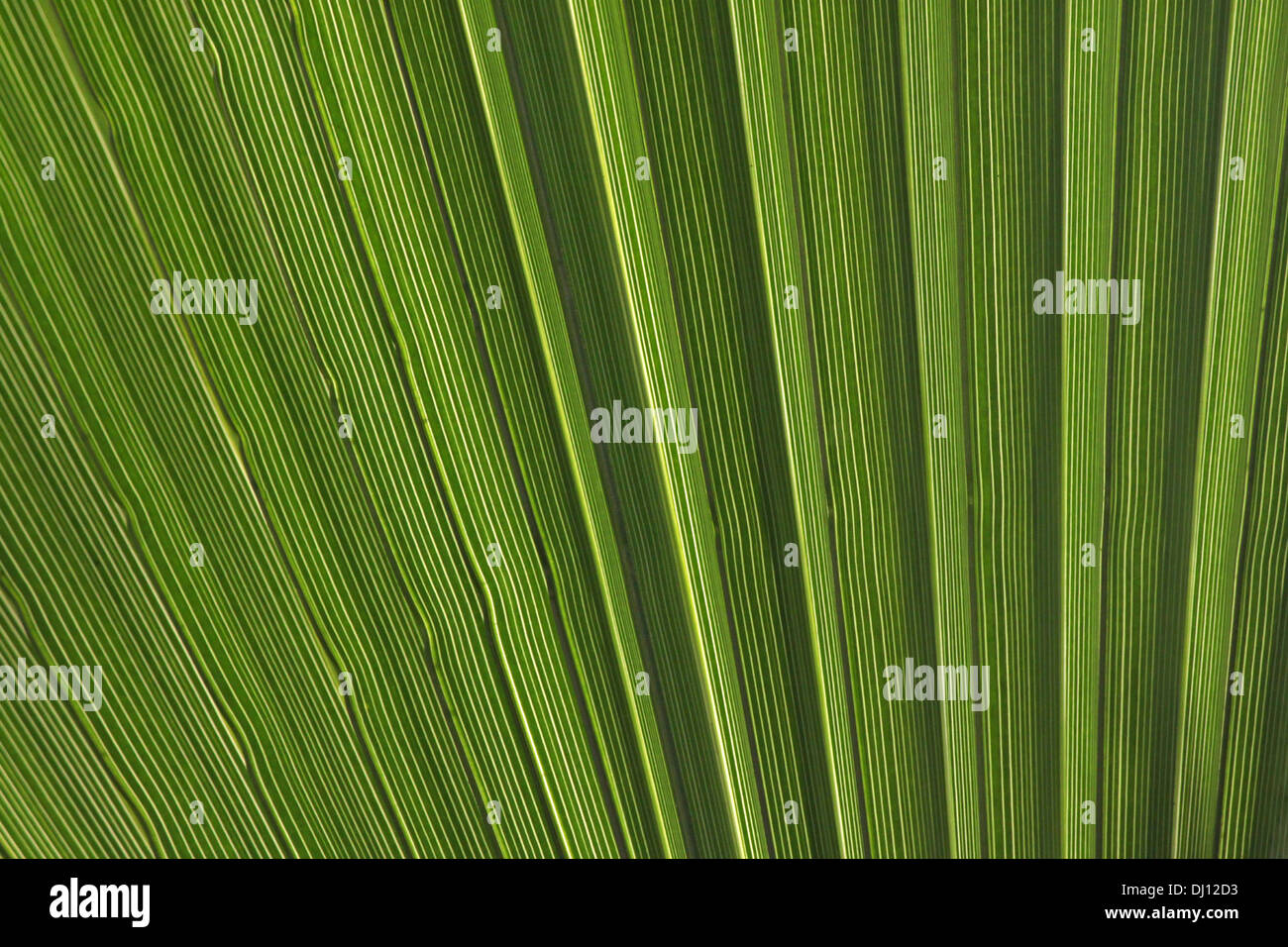 Close up di Palma foglie Foto Stock