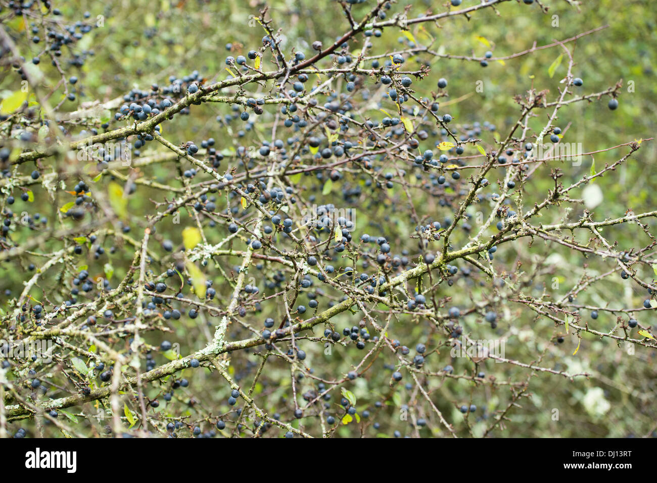 Prugnoli sulla pianta in autunno Foto Stock