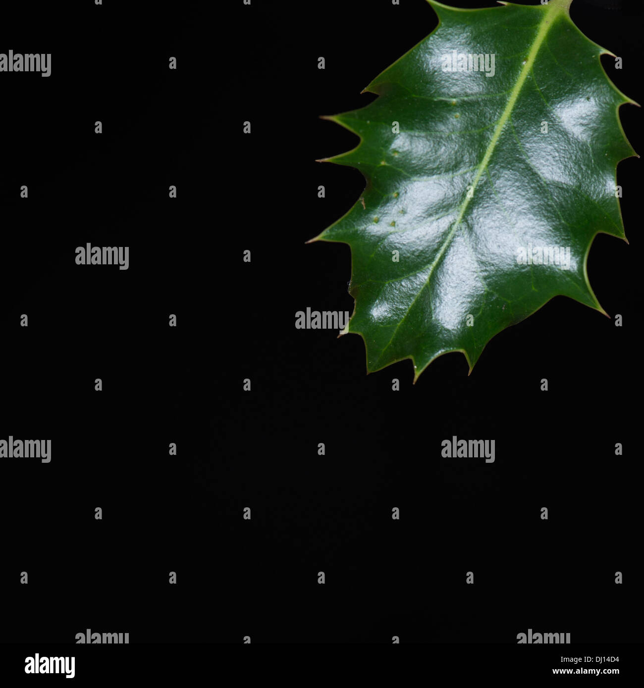Singola foglia di agrifoglio su un quadrato su sfondo nero Foto Stock
