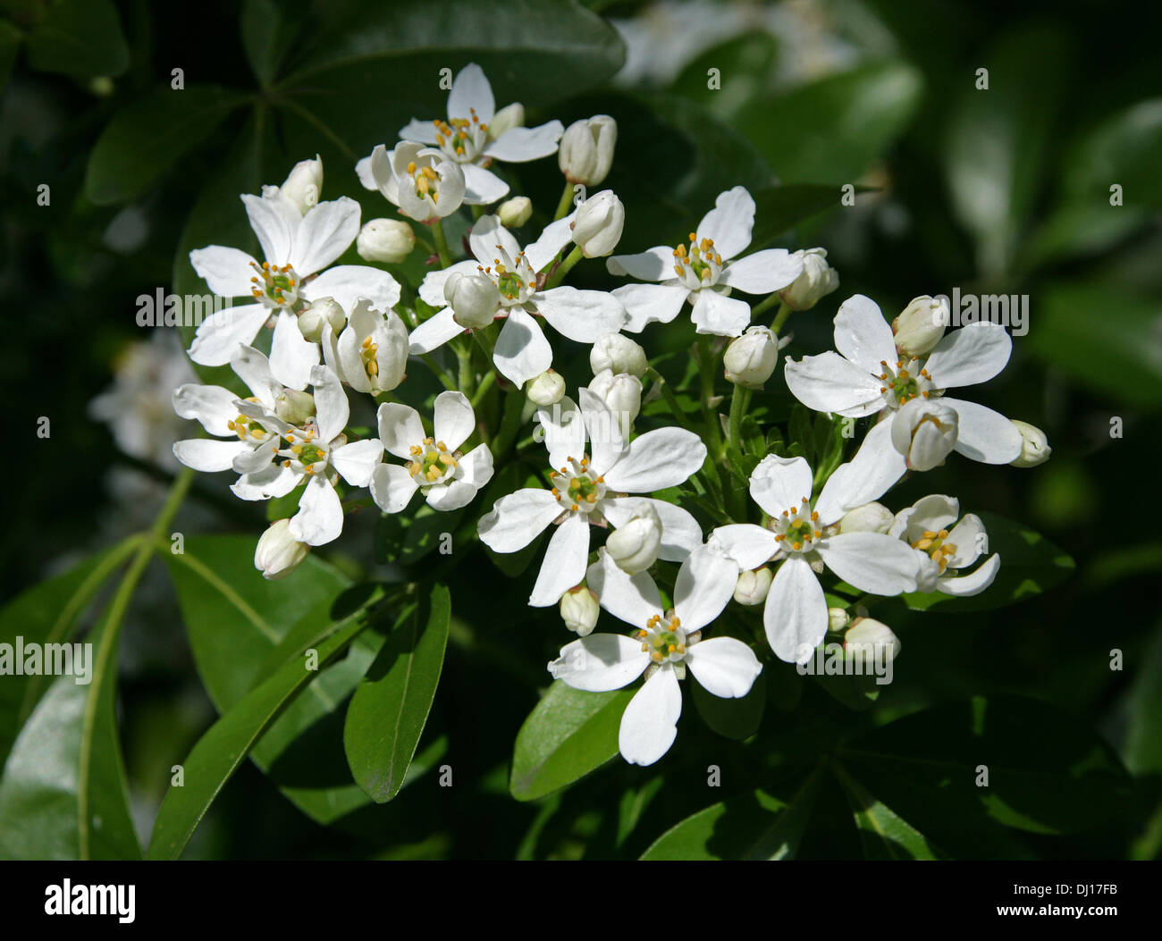 Mexican di fiori d'Arancio, Choisya ternata, rutacee. Stati Uniti d'America del Sud, nel nord del Messico. Foto Stock