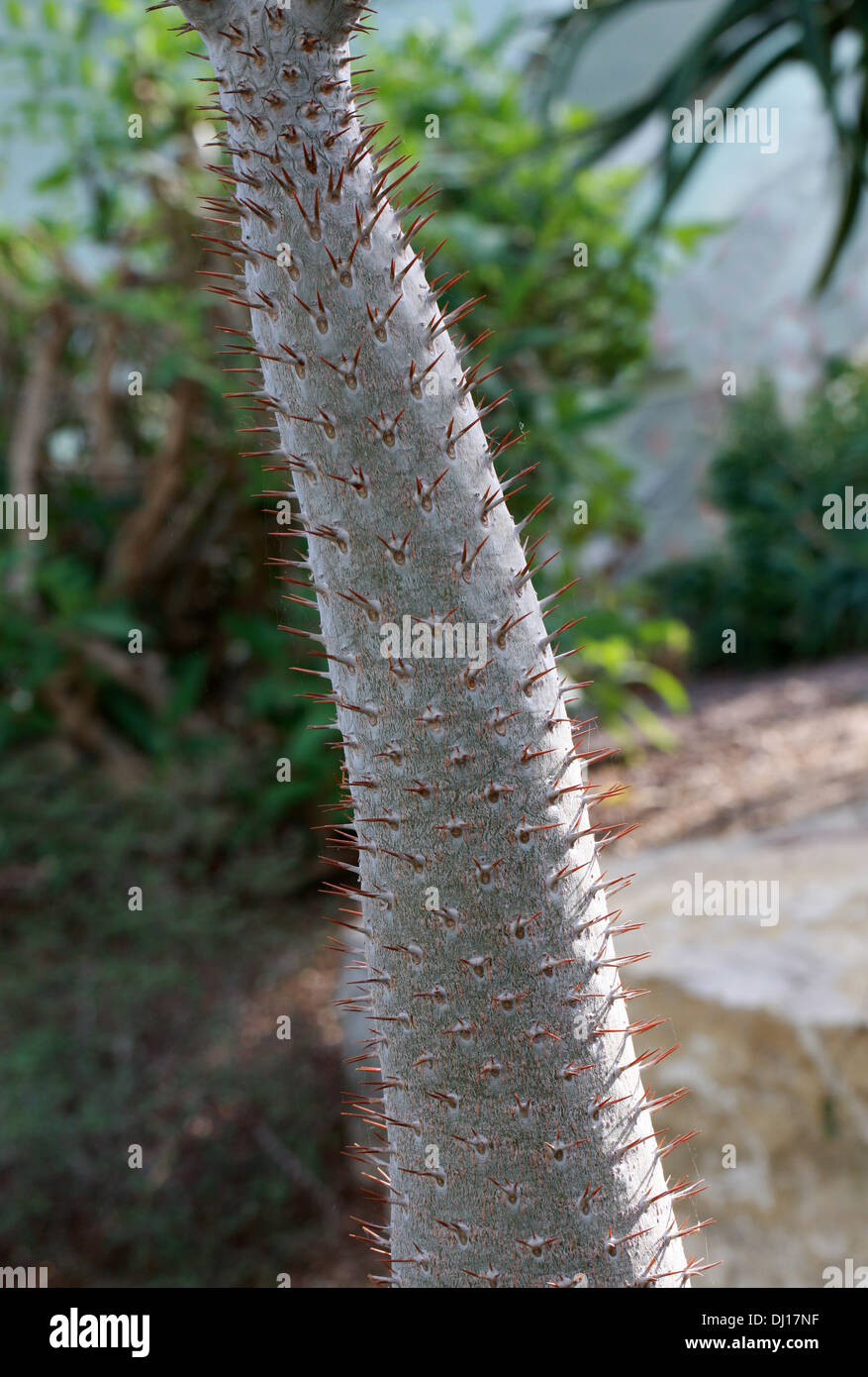 Tronco del Madagascar Palm, Pachypodium Lamerei, Apocynaceae. Madagascar, Africa. Foto Stock