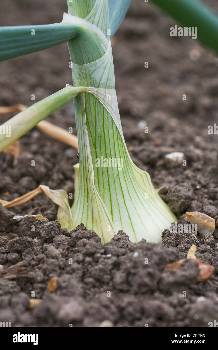 Allium cepa 'Vulcan' crescente nell'orto. Foto Stock