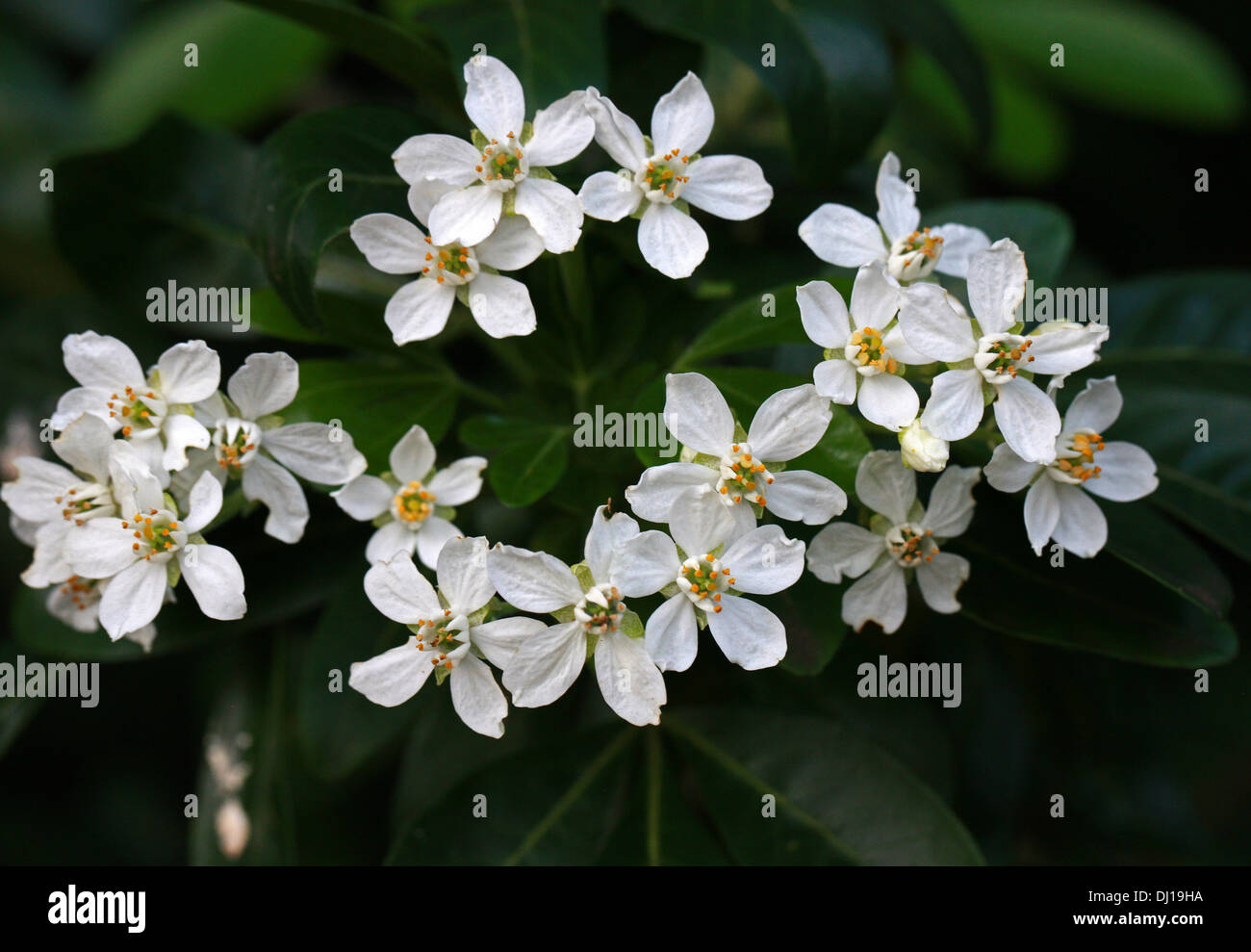 Mexican di fiori d'Arancio, Choisya ternata, rutacee. Stati Uniti d'America del Sud, nel nord del Messico. Foto Stock