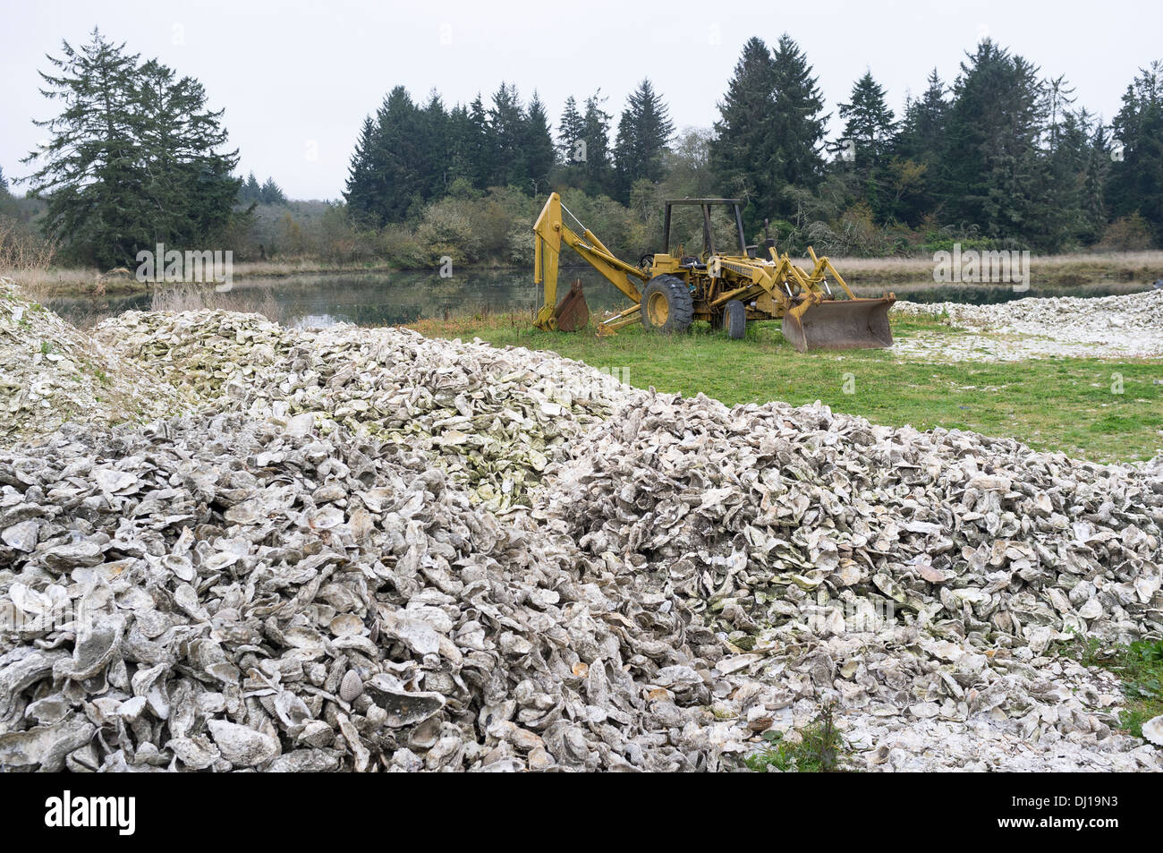 Pile di scartare i gusci di ostriche nel centro della baia - Pacific County, Washington, Stati Uniti d'America. Riva è coperto con scartato gusci di ostriche. Foto Stock