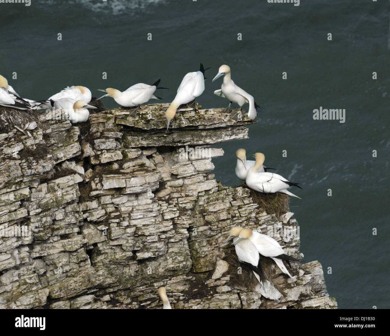 Gannett Morus bassanus Foto Stock