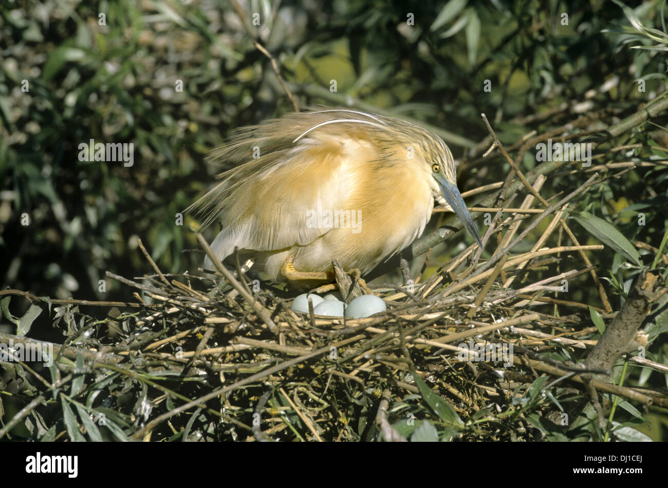 Sgarza ciuffetto Ardeola ralloides Foto Stock