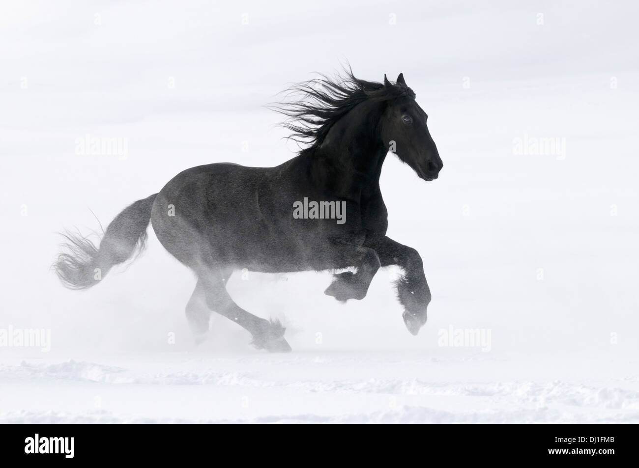 Il frisone cavallo al galoppo neve Foto Stock