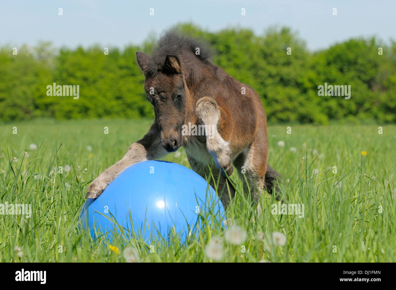 Pony Shetland puledro maschio giocando con sfera prato Foto Stock