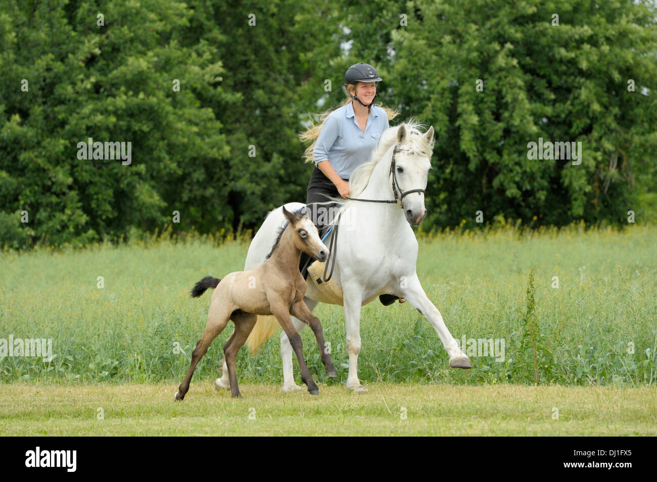 Pony Connemara giovane pilota retro grigio mare accompagnato il suo puledro al galoppo prato Foto Stock