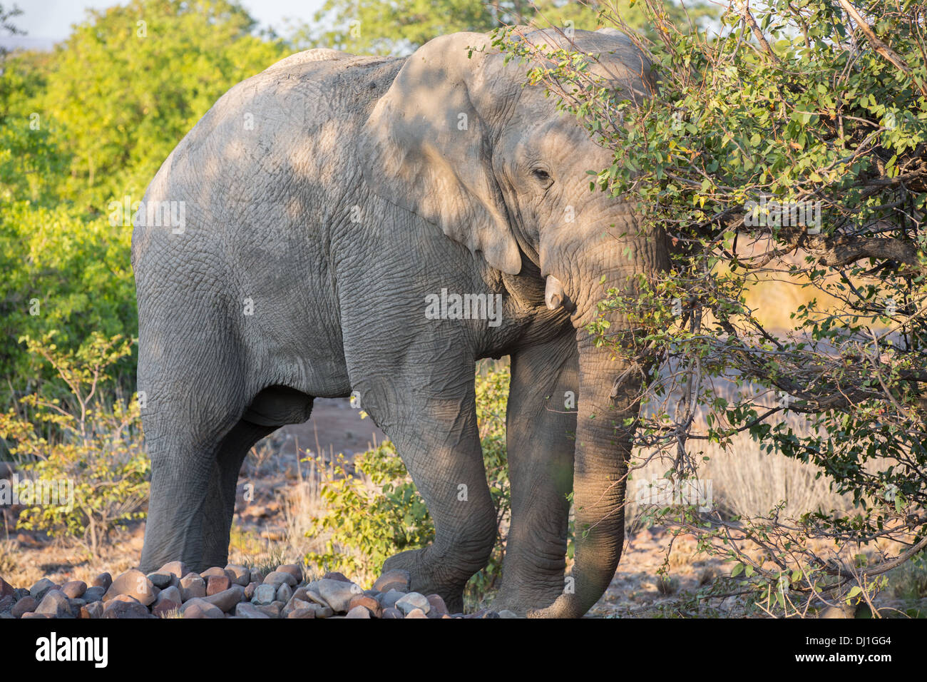 Elefante arrabbiato Foto Stock