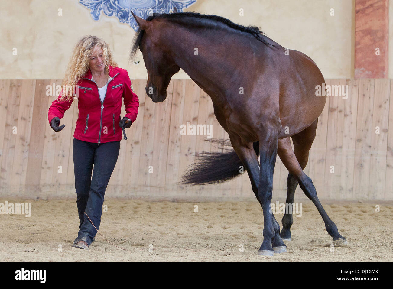 Paso Iberoamericano donna bay stallone mostra liberty dressage hall di equitazione Foto Stock