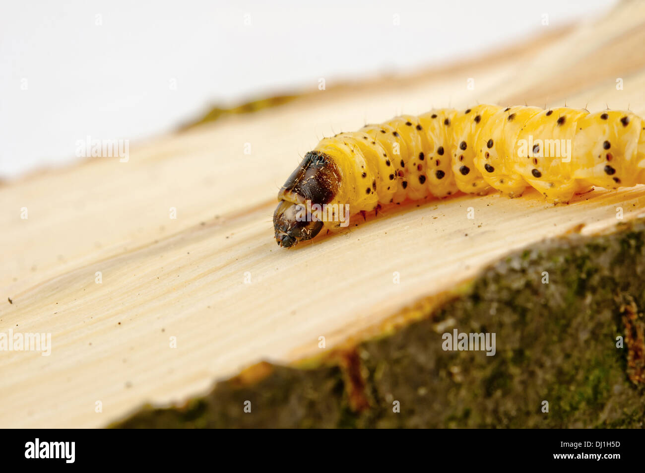 Poco tarli giace su albero Foto Stock