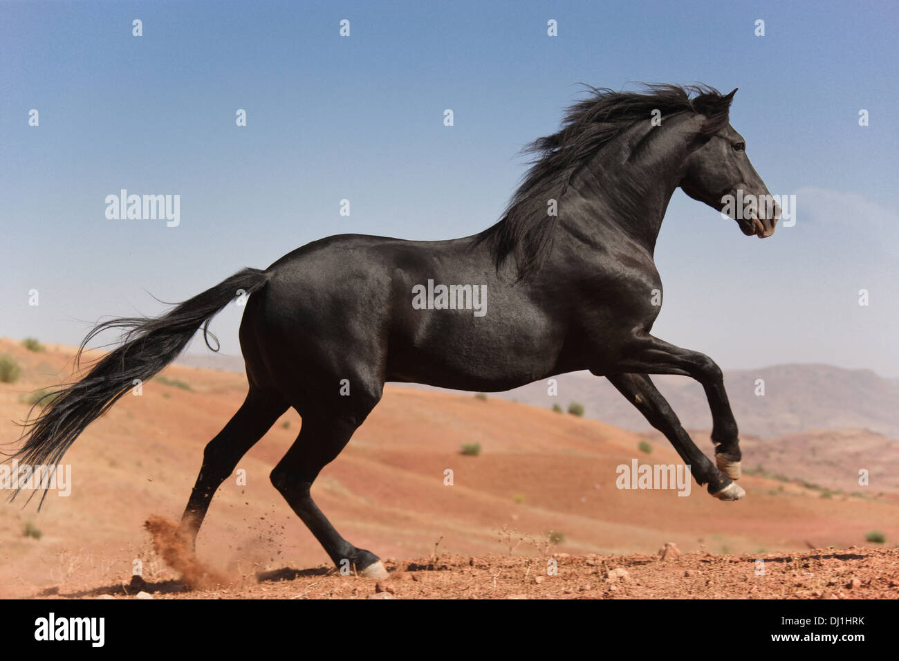 Arab-Barb Arabian-Barb stallone nero deserto al galoppo Foto Stock