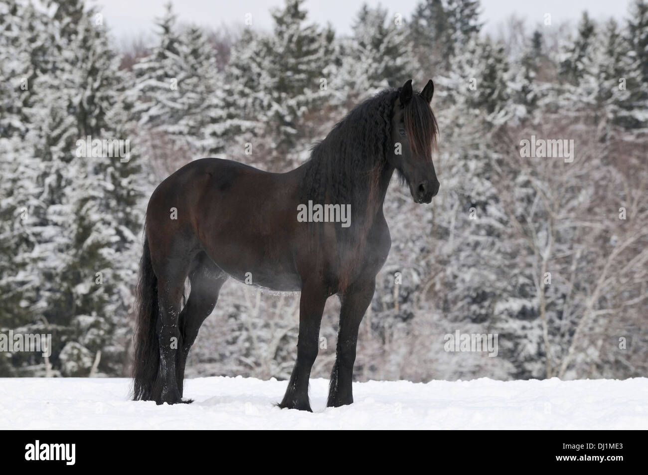 Cavallo fresiano. Adulto in piedi nella neve Foto Stock