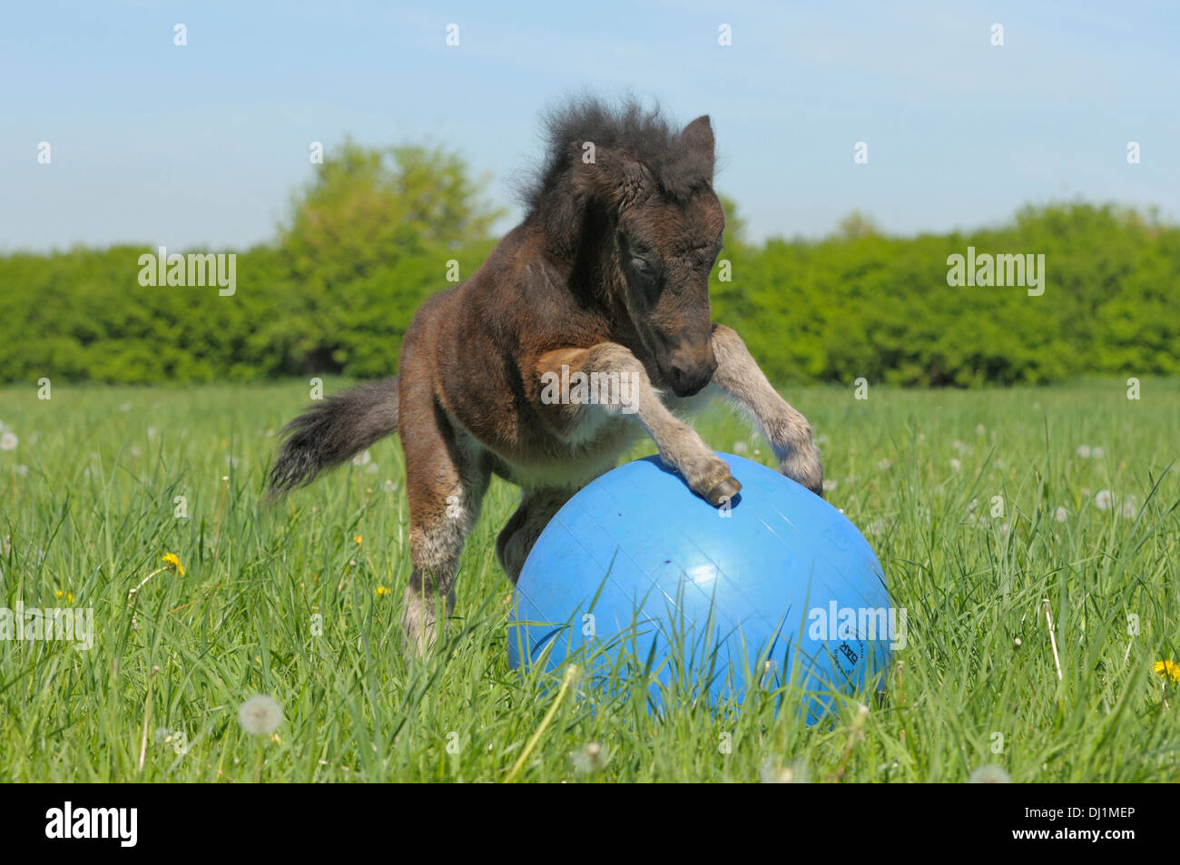 Pony Shetland puledro maschio giocando con sfera prato Foto Stock