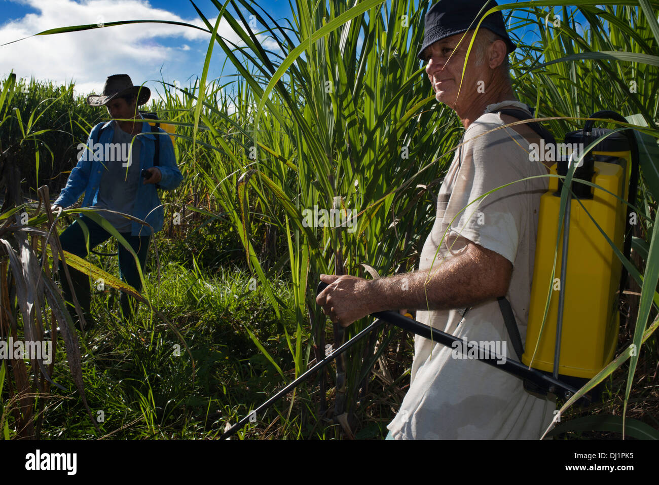 La fumigazione dei campi di canna da zucchero in prossimità della strada Cambopurg. La canna da zucchero è il prodotto principale e il prodotto esportato da questa isola. Foto Stock