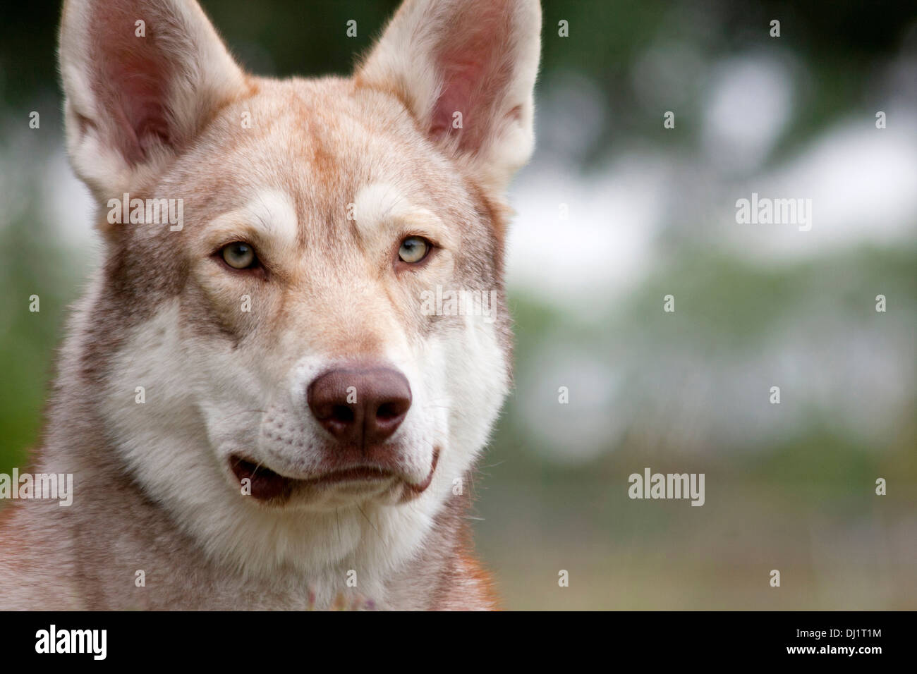 Saarloos Wolfdog ritratto adulto Foto Stock