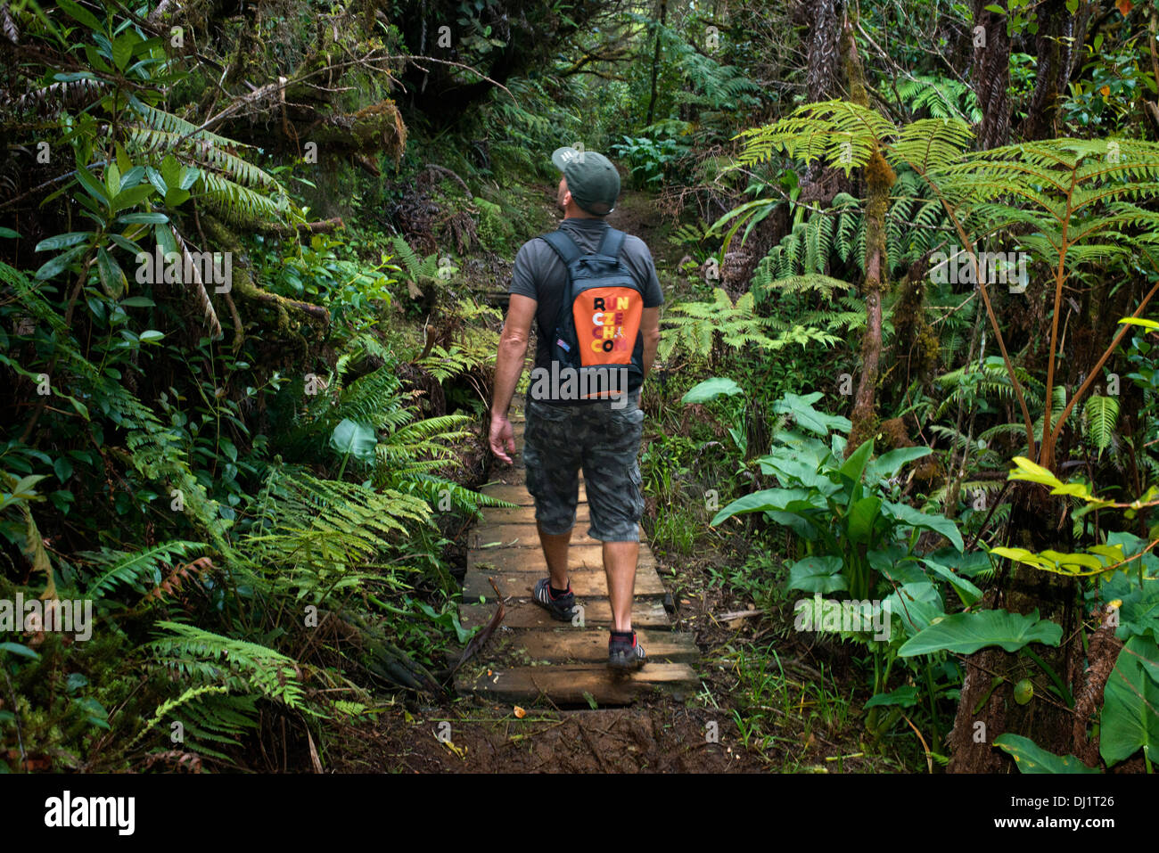 Trekking nella giungla Bélouve primario foresta. Questa è la foresta primaria con la flora è simile al Madagascar, Africa orientale. Foto Stock