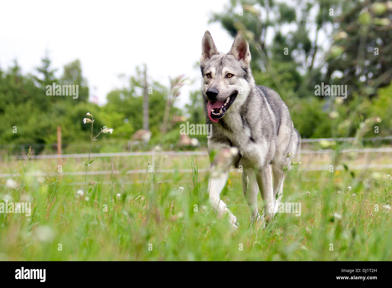 Saarloos Wolfdog cane adulto a piedi prato Foto Stock
