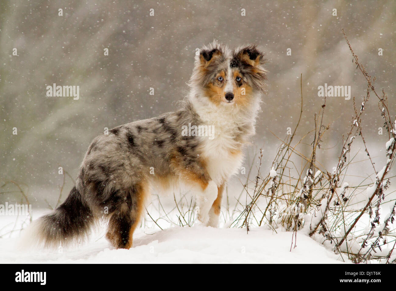 Sheltie Shetland Sheepdog cane adulto in piedi la caduta di neve Foto Stock