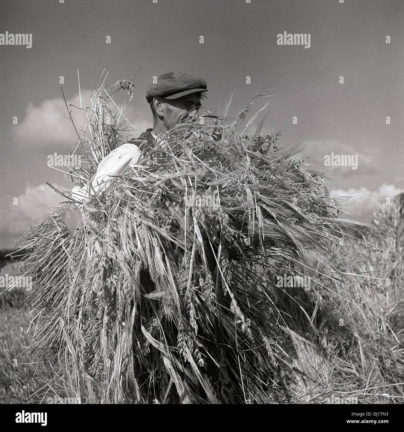 L'Inghilterra,1950s. Foto storiche che mostra un maschio adulto agricoltore in un campo tenere grandi fasci di fieno. Foto Stock