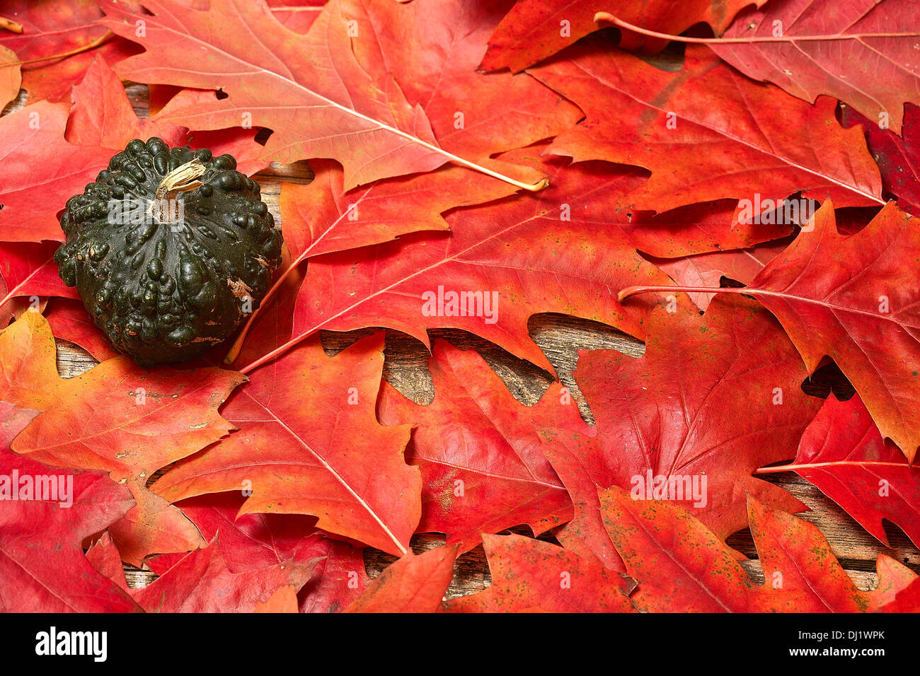 Piccola zucca verde su uno sfondo di foglie di autunno. Foto Stock