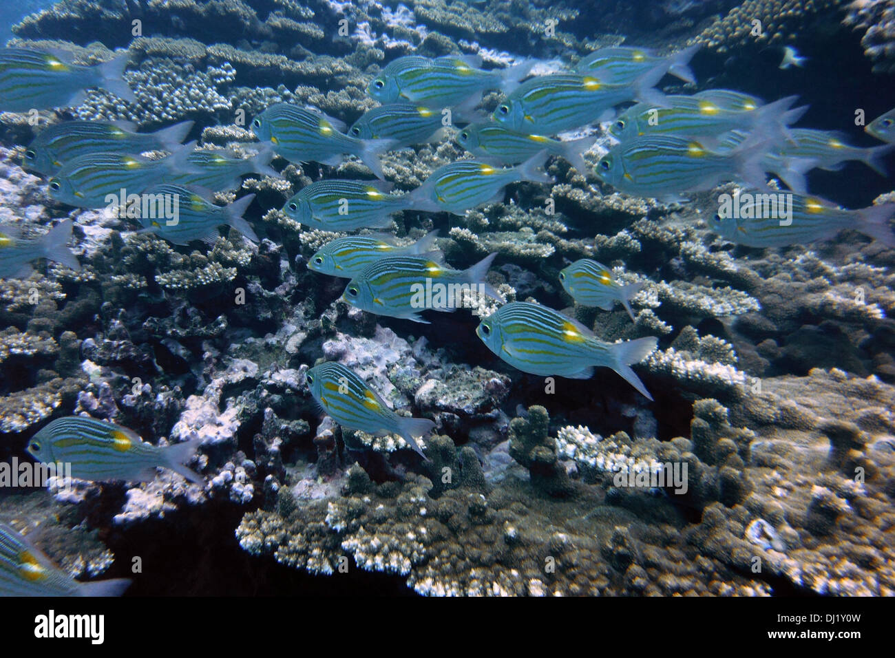 Scuba diving in riunione. La diversità geografica: Sulla costa occidentale, una laguna con barriera corallina naturale. Sarete in grado di immersione. Foto Stock