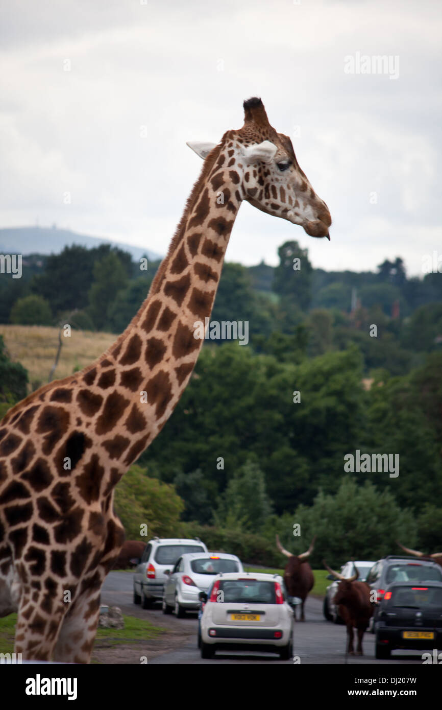 Giraffa presso il Safari Park Zoo il roaming all'esterno nel West Midlands Safari Park tra vetture e veicoli pubblici allo zoo. Foto Stock