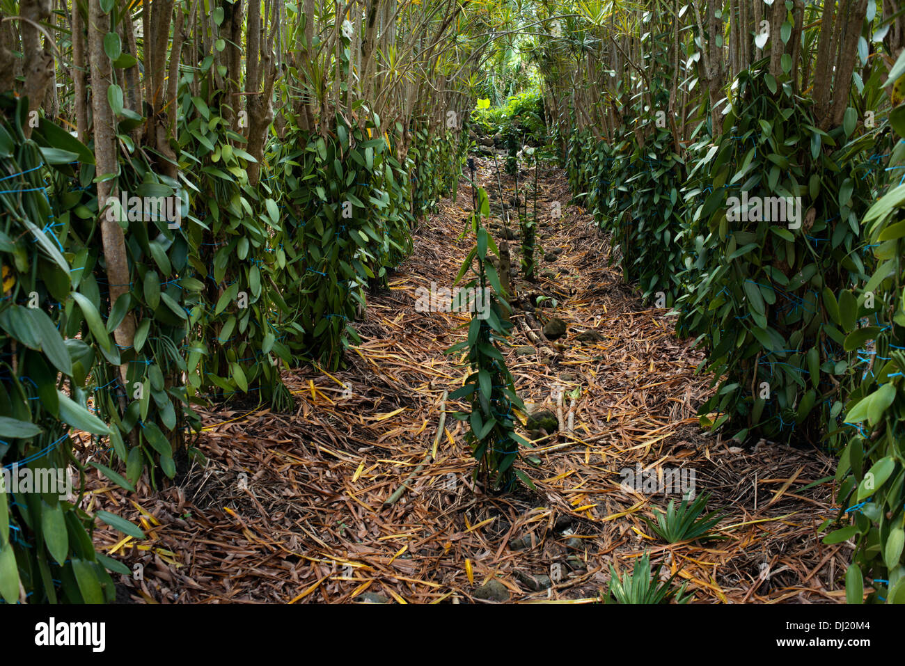 Campi coltivati con vaniglia. La vaniglia è parte del patrimonio dell'isola di Reunion. Infatti, parte del suo scudo. Appare Foto Stock