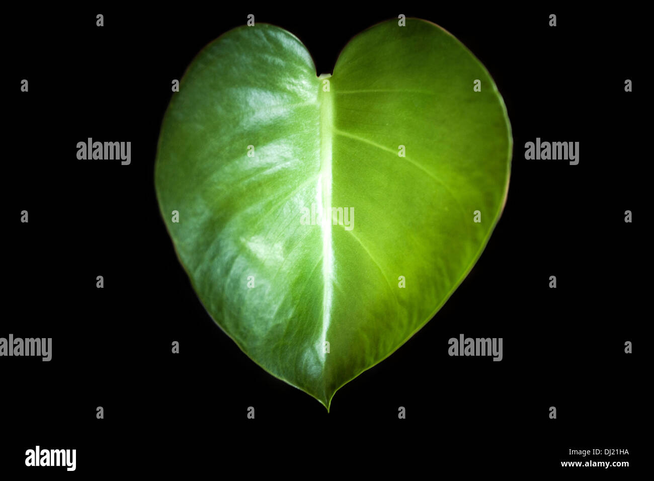 Foglio di Monstera Foto Stock