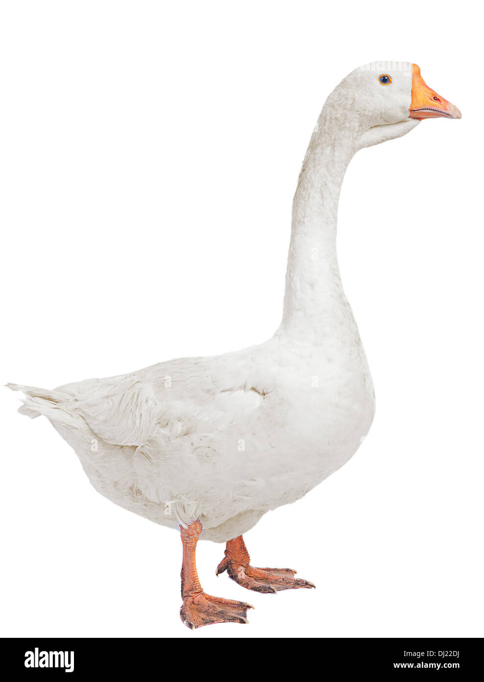 Oca Bianca agriturismo bird isolato su bianco Foto Stock