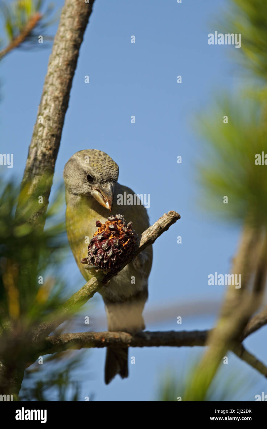 Parrot Crossbill (Loxia pytyopsittacus) mangiare pigna Foto Stock