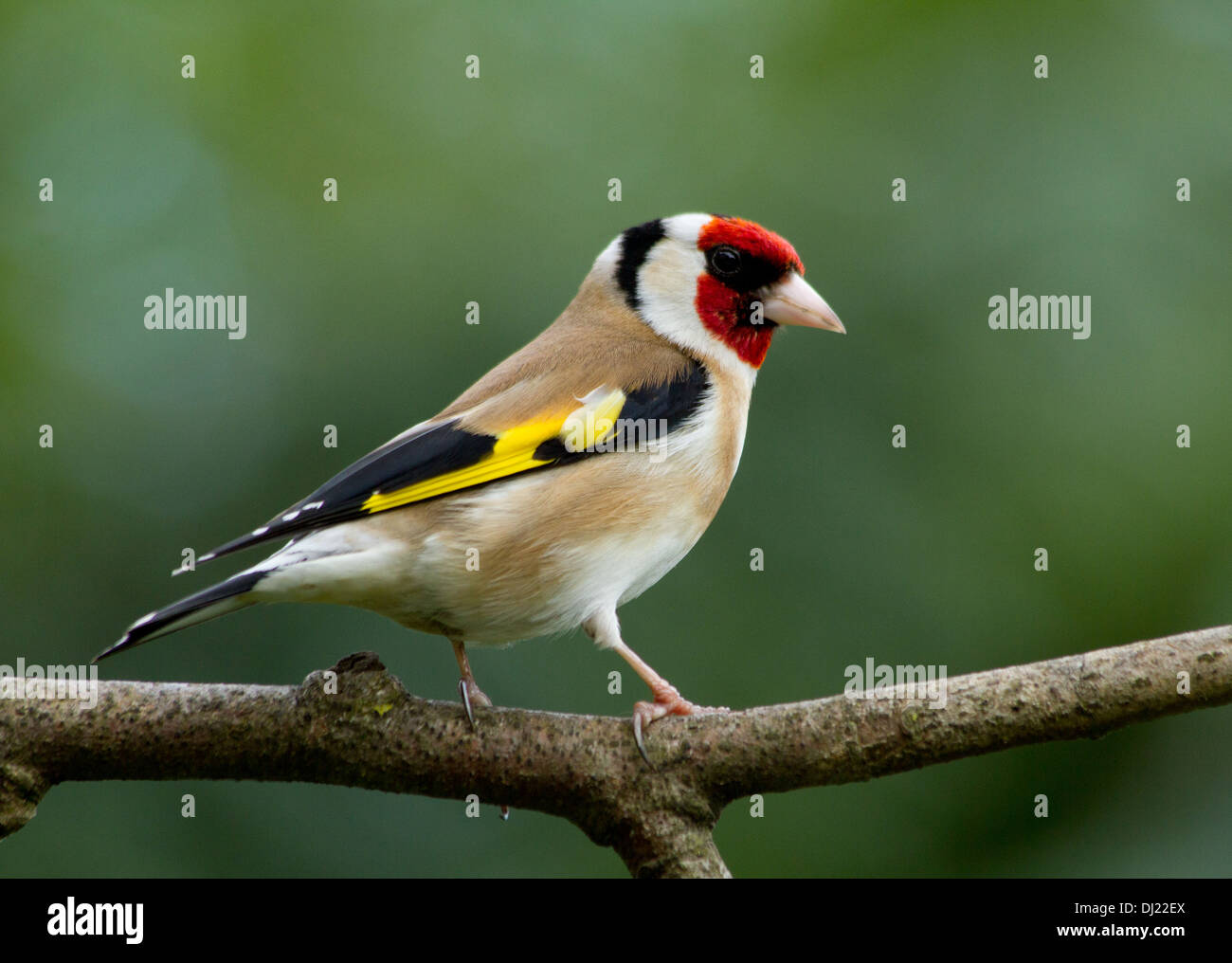 Unione cardellino, Carduelis carduelis, in piedi su un albero morto il ramo Foto Stock