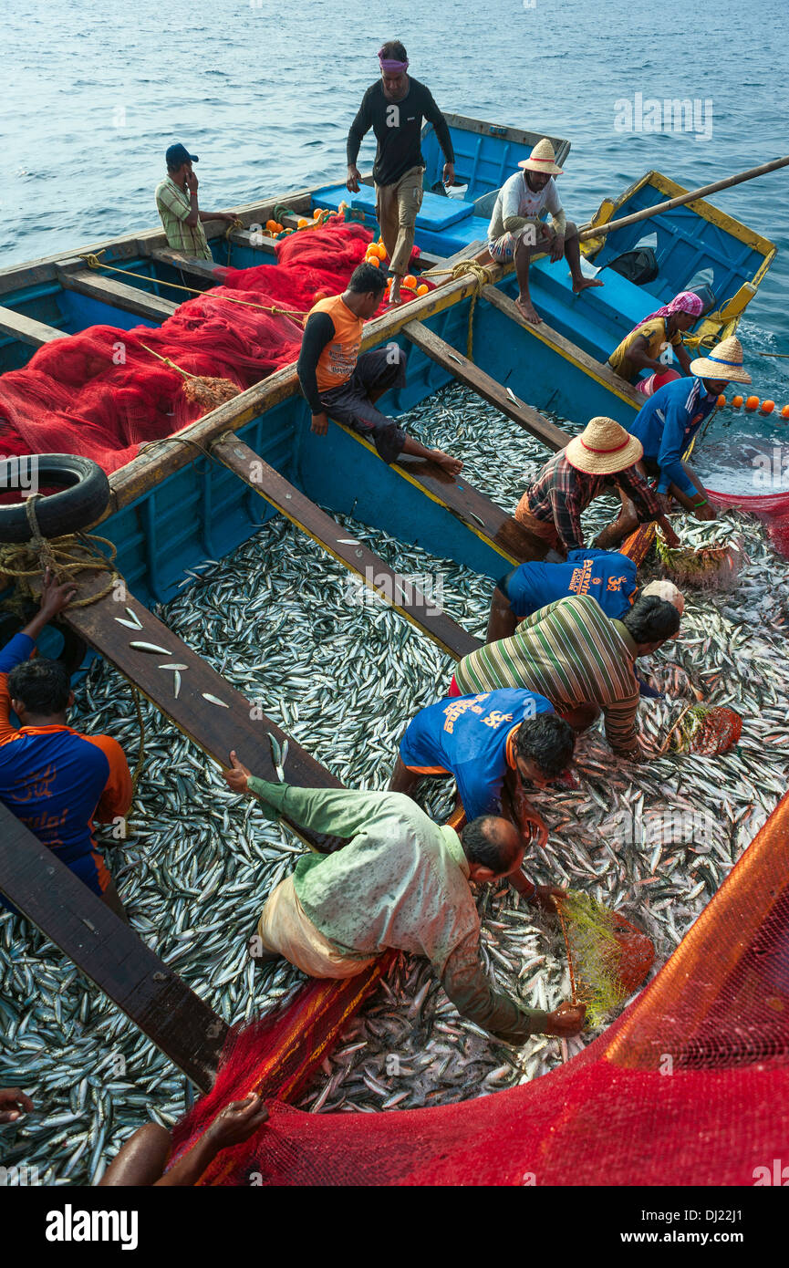 Cala di pescatori in una cattura di sardine fuori la Costa di Malabar in acque profonde vicino Mapilla Bay Harbor, Kannur, Kerala, India. Foto Stock