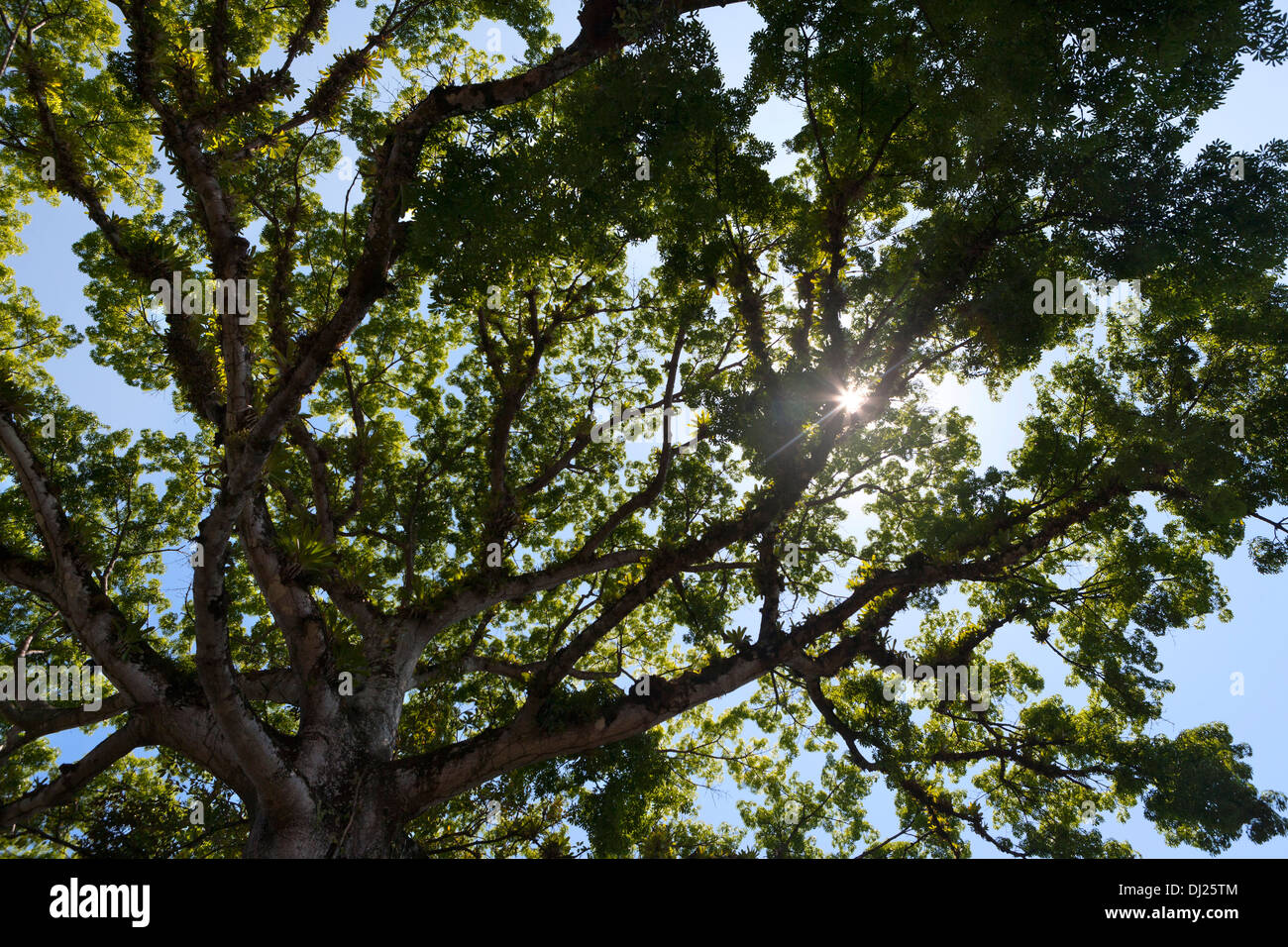 Grandi tropicale albero di mogano in Costa Rica con il sole che splende attraverso. Foto Stock