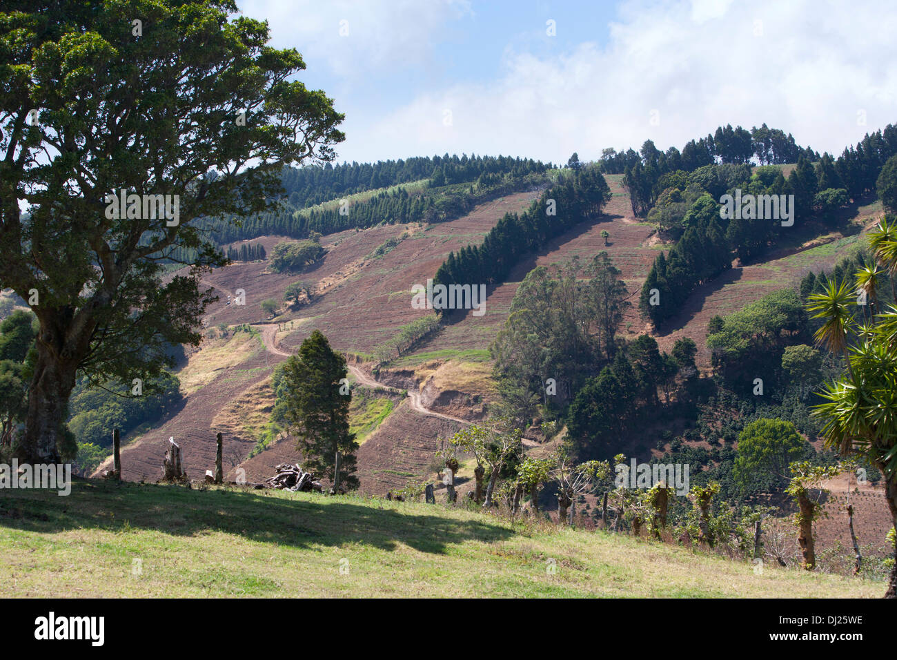 Una collina piantagione di caffè in Costa Rica Foto Stock