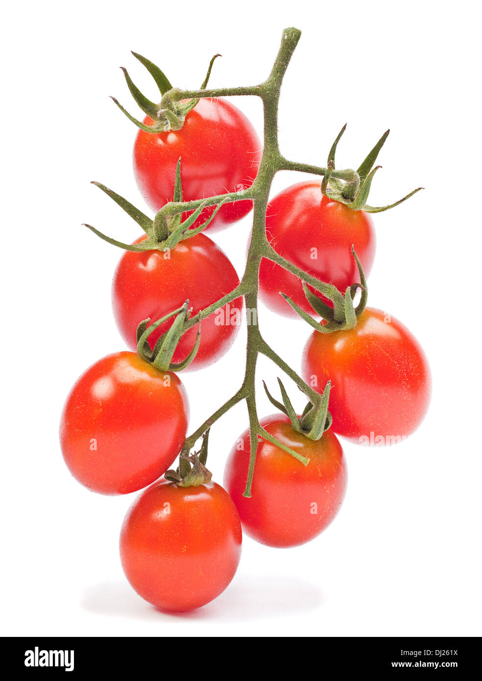 Il ramo rossi pomodori ciliegini isolato su bianco Foto Stock