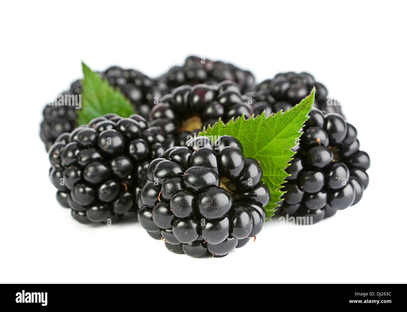 Blackberry frutti con foglie closeup isolato su bianco Foto Stock