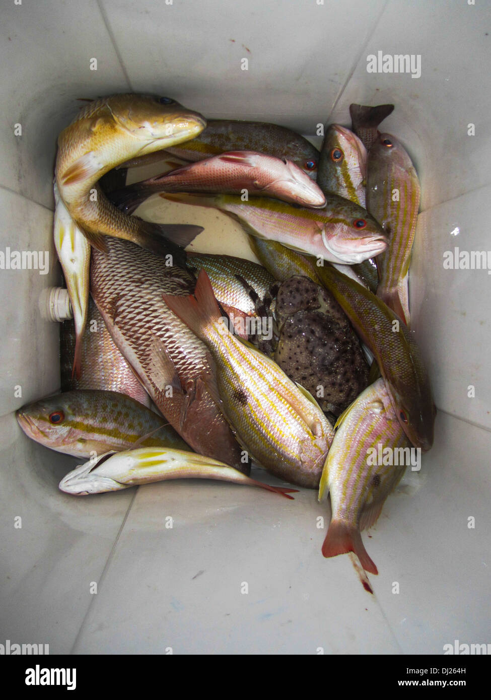 Del pescatore pescato del giorno Caye Caulker, Belize Foto Stock