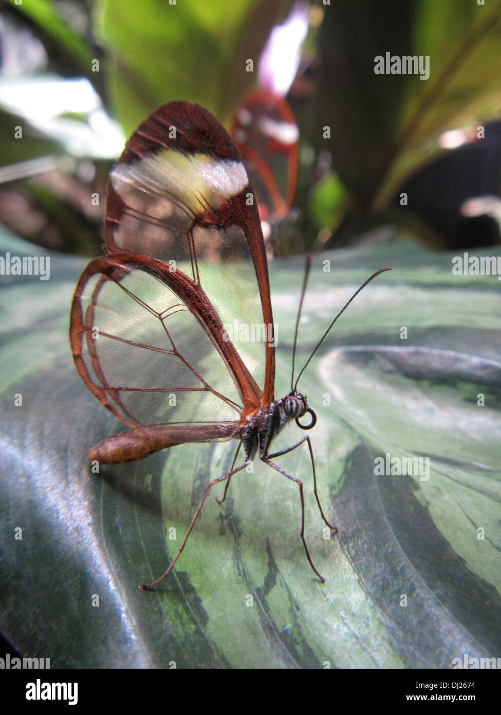 In prossimità di una farfalla Glasswing Foto Stock