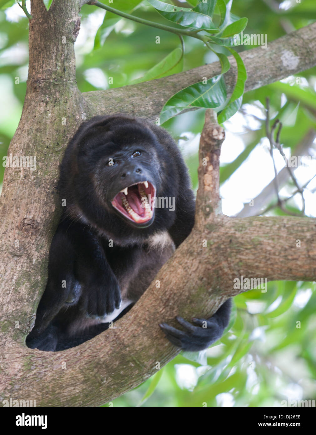Una scimmia urlatrice. Questo era stato cacciato fuori della sua famiglia e del gruppo è stato vivere da solo. Foto Stock