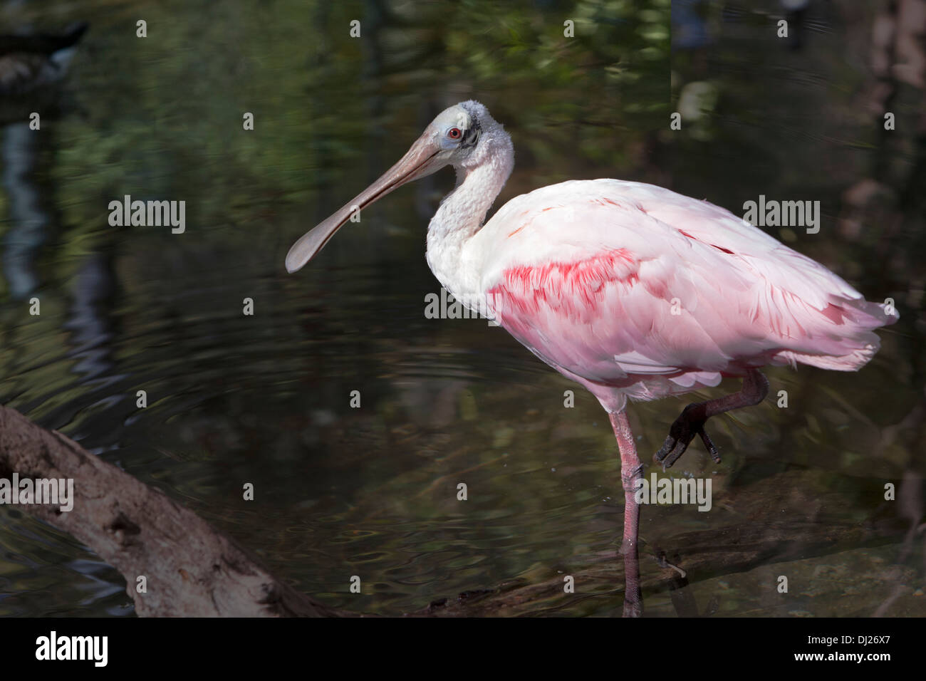 Un Roseate Spoonbill guadare in acque poco profonde in cerca di cibo. Foto Stock