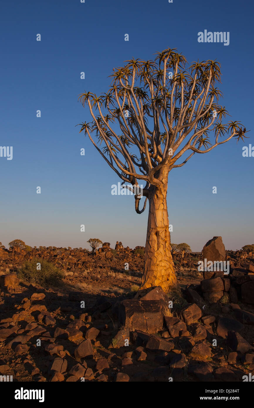 Faretra Tree incandescente con la luce del sole; Namibia Foto Stock