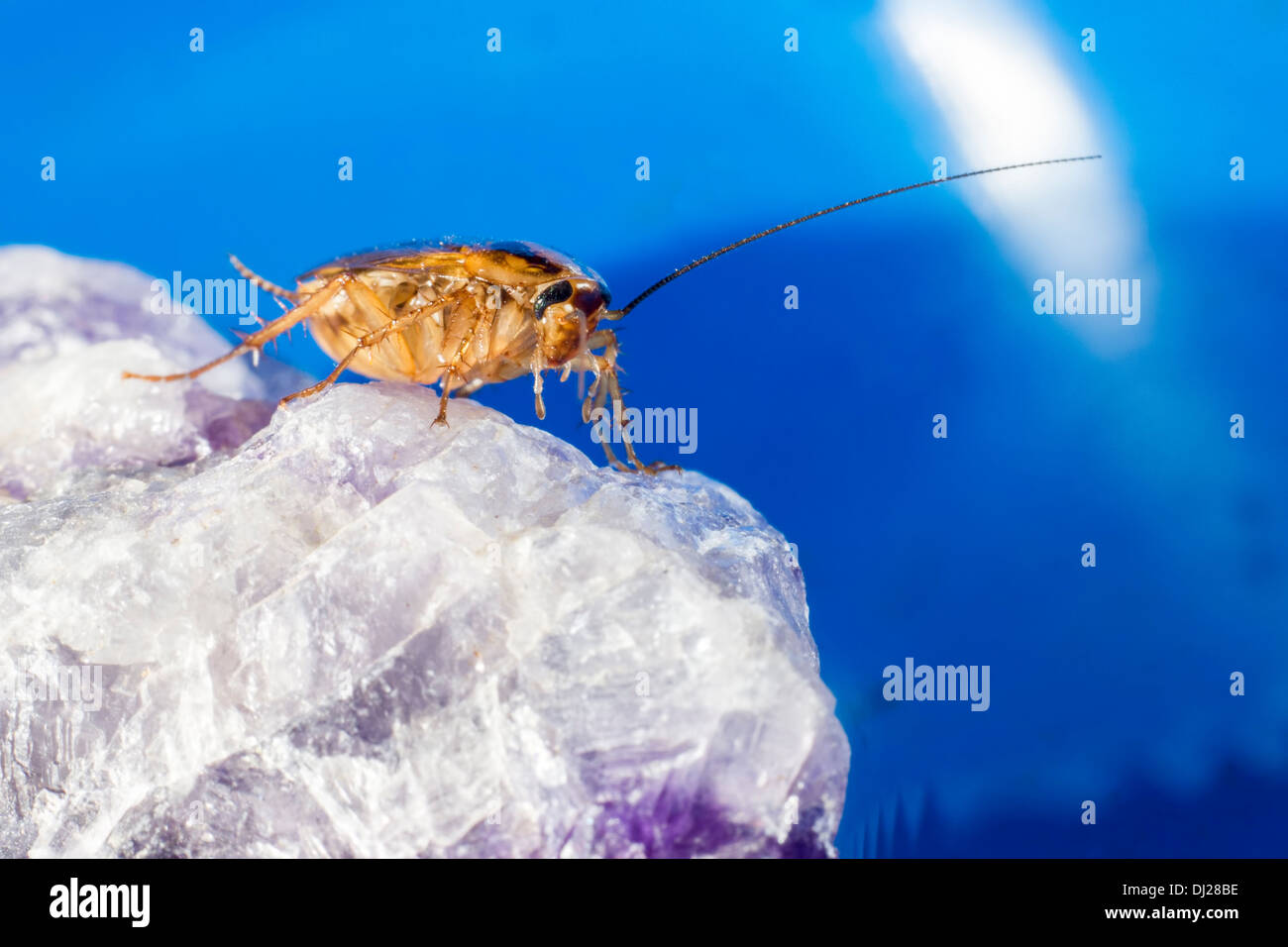 Il tedesco scarafaggio (Blattella germanica) Foto Stock
