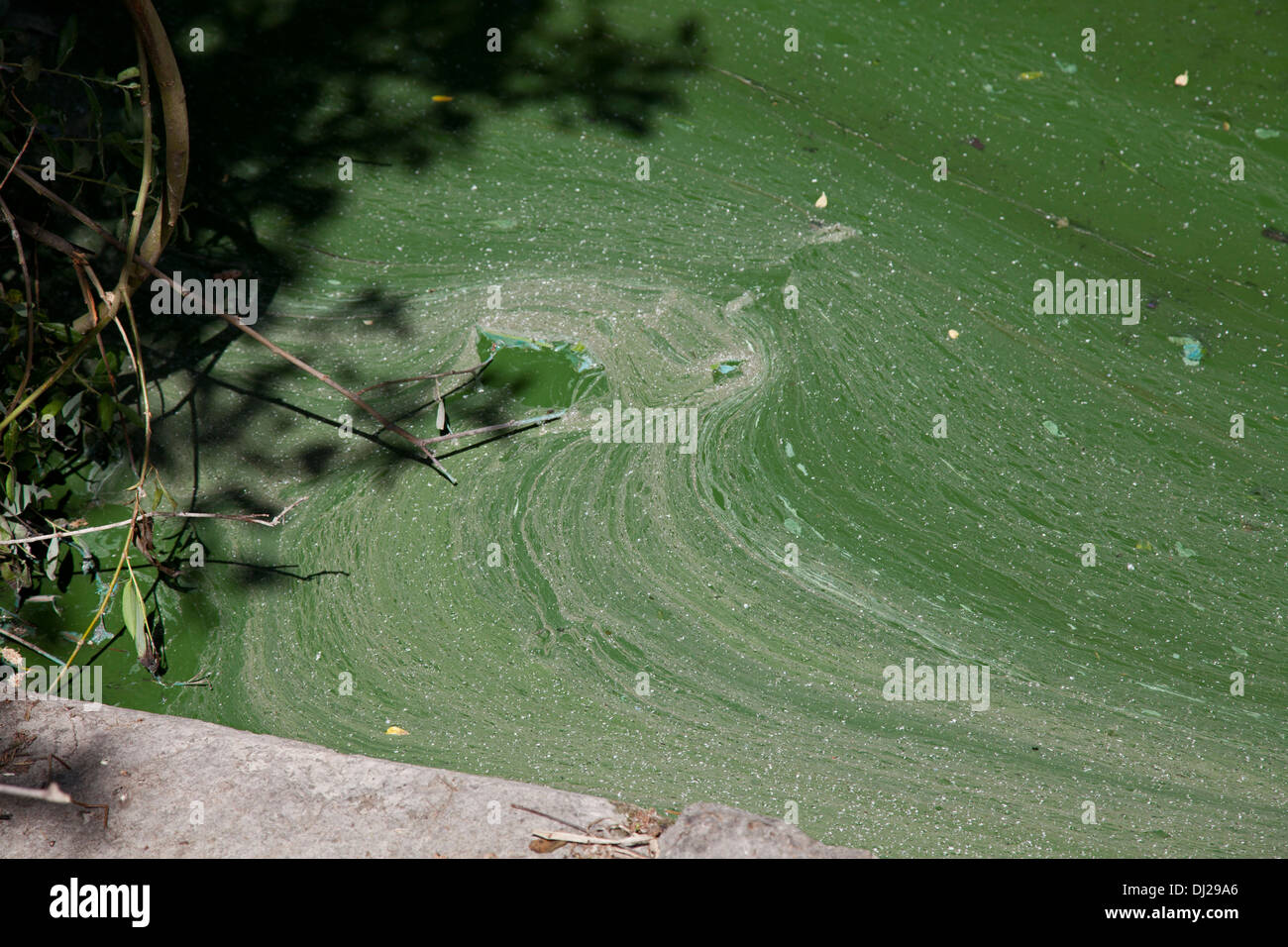 Verde folto della crescita di alghe in un lago Foto Stock
